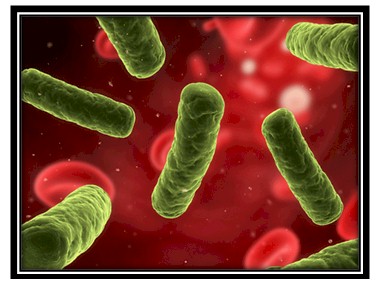 germenes_dialisis_peritoneal/bacteria_Enterobacter_cloacae