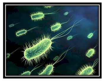 germenes_dialisis_peritoneal/bacteria_Enterococo_fecalis