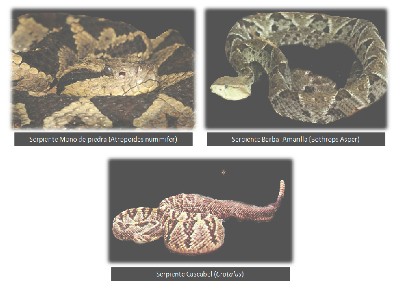 mordeduras_serpientes_venenosas/serpiente_de_guatemala
