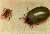sordera_brusca_Lyme/garrapatas_enfermedad_transmision