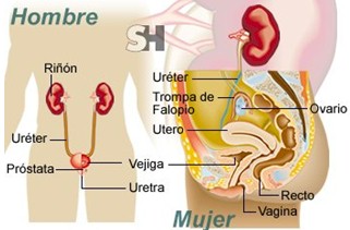 incontinencia_urinaria_causas/hombres_mujeres_mixta