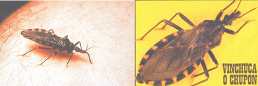 diagnostico_enfermedad_chagas/triatoma_infestans_vinchuca diagnostico_enfermedad_chagas/triatoma_infestans_vinchuca
