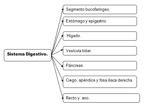 historia_clinica_digestivo/gastroenterologia_aparato_segmentos