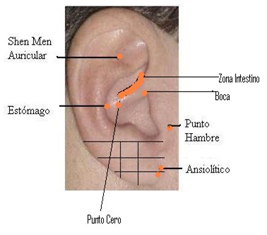 auriculoterapia_tratamiento_obesidad/microsistemas_oreja