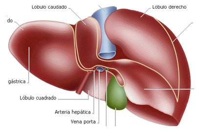 desequilibrio_acido_base/equilibrio_hepatico_higado