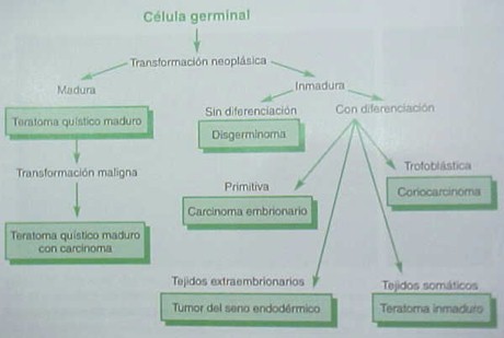 tumores_ovario_tumor/celula_germinal_ovaricos tumores_ovario_tumor/celula_germinal_ovaricos