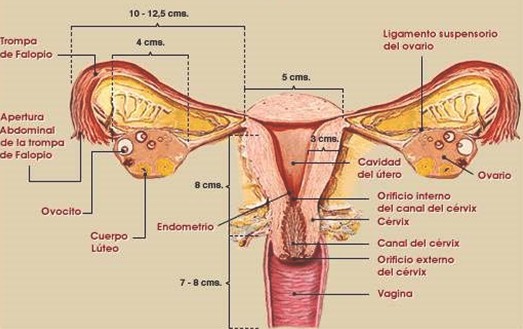 tumores_ovario_tumor/trompas_utero_vagina