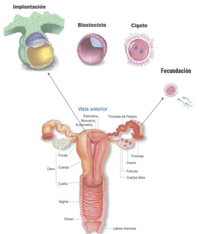 anticoncepcion_emergencia_anticonceptivos/implantacion_blastocisto_cigoto