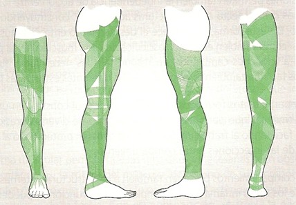 beta_amiloide_peptido/fascias_miembro_inferior beta_amiloide_peptido/fascias_miembro_inferior