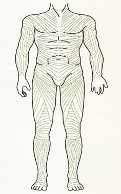 beta_amiloide_peptido/representacion_sistema_fascial beta_amiloide_peptido/representacion_sistema_fascial
