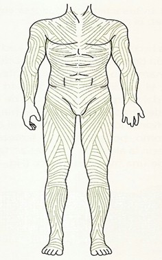 beta_amiloide_peptido/representacion_sistema_fascial