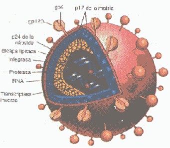 manifestaciones_cutaneomucosas_SIDA/estructura_viral_HIV