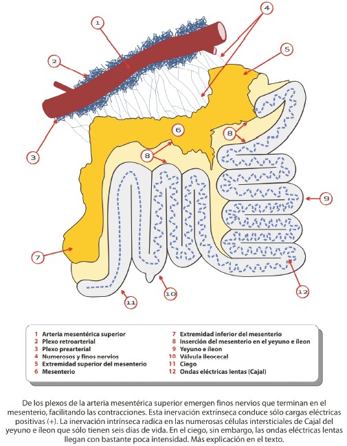 pruebas_origen_tumoral/inervacion_yeyuno_ileon