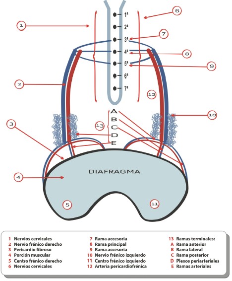 pruebas_origen_tumoral/nervios_frenicos