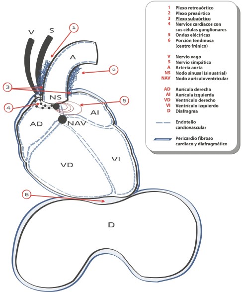 pruebas_origen_tumoral/nervios_plexo_extracardiaco pruebas_origen_tumoral/nervios_plexo_extracardiaco