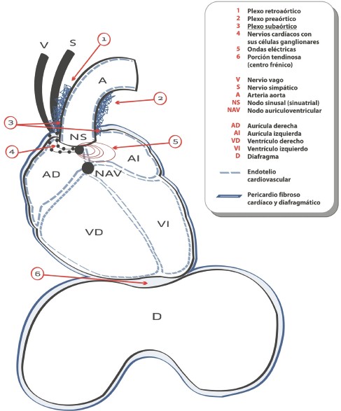 pruebas_origen_tumoral/nervios_plexo_extracardiaco