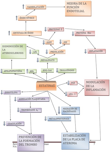 revision_farmacoclinica_estatinas/efectos_estatinas_tejidos