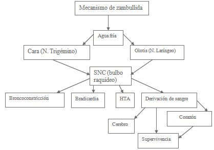 victimas_ahogamiento_inmersion/mecanismo_de_zambullida victimas_ahogamiento_inmersion/mecanismo_de_zambullida