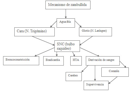 victimas_ahogamiento_inmersion/mecanismo_de_zambullida