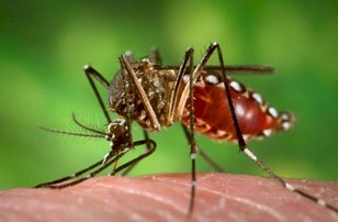 fiebre_hemorragica_dengue/mosquito_aedes_aegypti