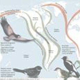 gripe_porcina_H1N1_A/aves_movimientos_migratorios gripe_porcina_H1N1_A/aves_movimientos_migratorios