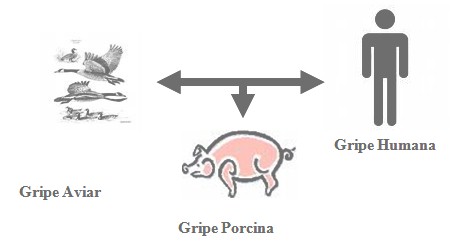 gripe_porcina_H1N1_A/aviar_humana_virus gripe_porcina_H1N1_A/aviar_humana_virus