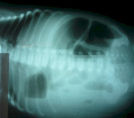 caso_atresia_intestinal/radiografia_decubito_lateral