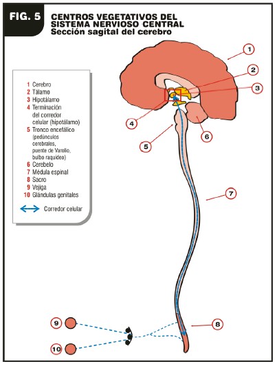 etiopatogenia_enfermedad_Alzheimer/centros_vegetativos_SNC