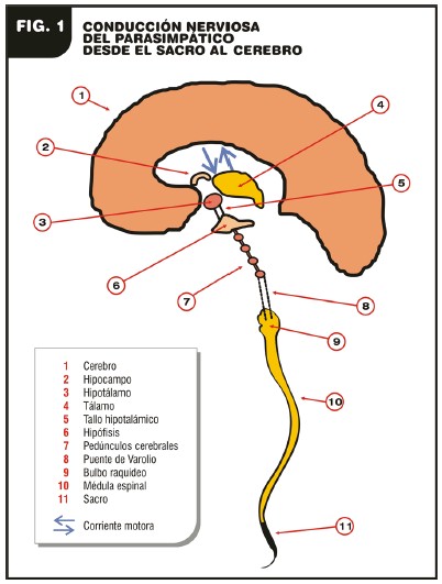 etiopatogenia_enfermedad_Alzheimer/conduccion_nerviosa_parasimpatica