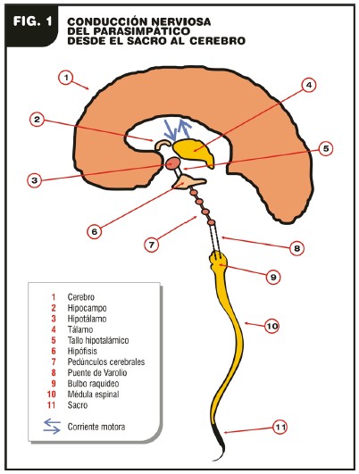 etiopatogenia_enfermedad_Alzheimer/conduccion_nerviosa_parasimpatica etiopatogenia_enfermedad_Alzheimer/conduccion_nerviosa_parasimpatica