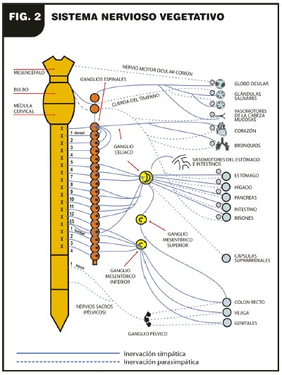 etiopatogenia_enfermedad_Alzheimer/sistema_nervioso_vegetativo