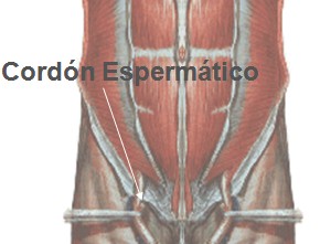 anatomia_canal_inguinal/cordon_espermatico