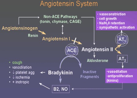 crisis_hipertensivas_HTA/sistema_angiotensina_renina