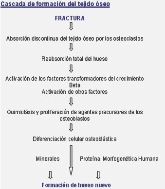 hidroxiapatita_coralina_fracturas/formacion_tejido_oseo