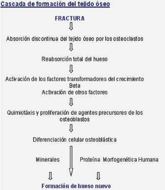 hidroxiapatita_coralina_fracturas/formacion_tejido_oseo hidroxiapatita_coralina_fracturas/formacion_tejido_oseo