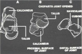 talon_pie_diabetico/descripcion_anatomica_anatomia