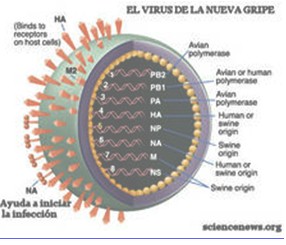 gripe_pandemia_mortal/virus_A_H1N1
