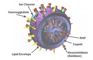 gripe_pandemia_mortal/virus_influenza_aviar