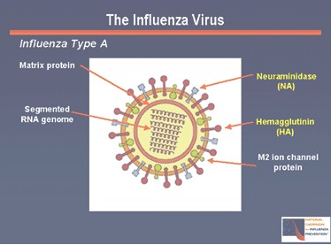 gripe_pandemia_mortal/virus_influenza_humana