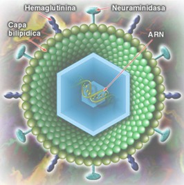 gripe_pandemia_mortal/virus_influenza_influenzavirus