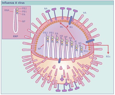 profilaxis_tratamiento_AH1N1/estructura_virus_gripe