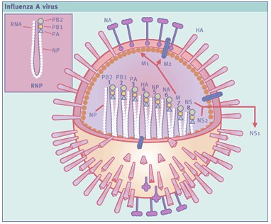 profilaxis_tratamiento_AH1N1/estructura_virus_gripe profilaxis_tratamiento_AH1N1/estructura_virus_gripe
