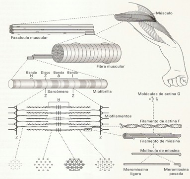 tratamiento_lesiones_musculares/estructura_histologica_musculo