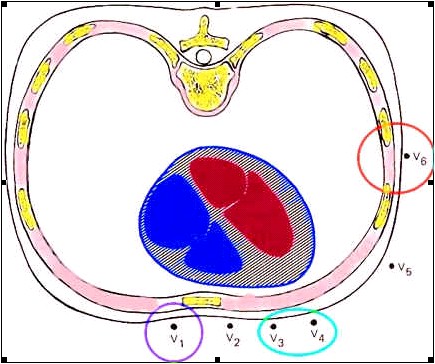 ECG_electrocardiografia_basica/derivaciones_precordiales_unipolares