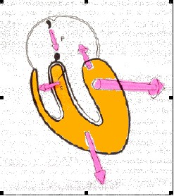 ECG_electrocardiografia_basica/despolarizacion_de_ventriculos