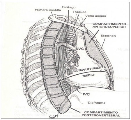 anatomia_mediastino_mediastinica/mediastino_compartimientos_dibujo