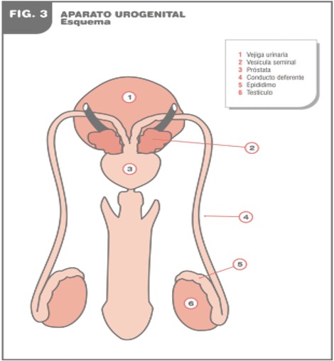 aportaciones_Alzheimer_cancer/aparato_urogenital_esquema