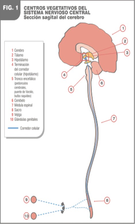 aportaciones_Alzheimer_cancer/centros_vegetativos_snc