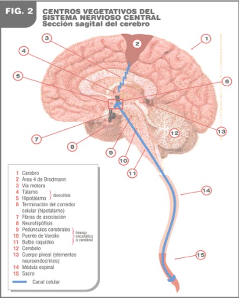 aportaciones_Alzheimer_cancer/centros_vegetativos_snc2