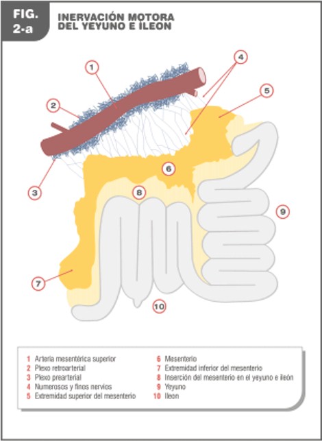 aportaciones_Alzheimer_cancer/inervacion_yeyuno_ileon